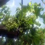 Maviev Отель